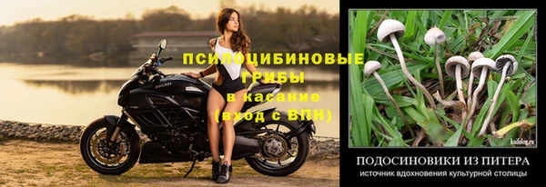 крисы Алзамай