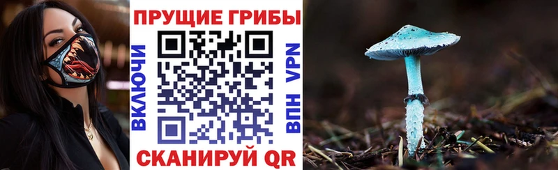 Псилоцибиновые грибы Psilocybine cubensis  где купить наркотик  darknet телеграм  Шумиха 